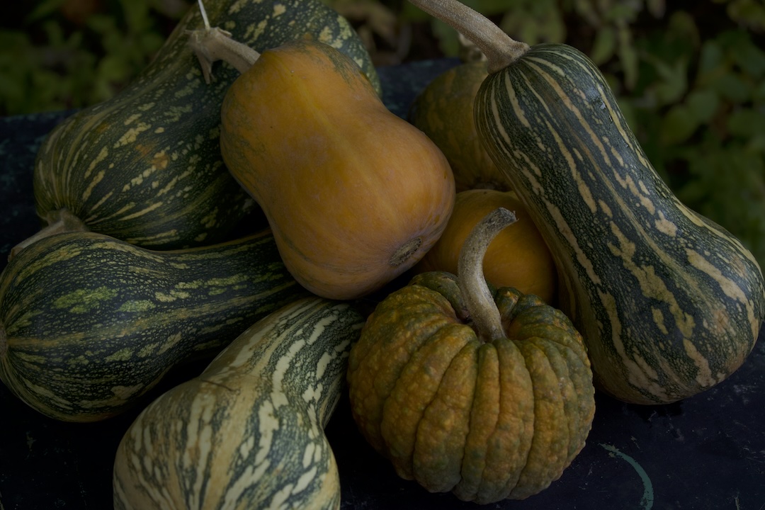 Bhoomi Devi Seeds squash breeding