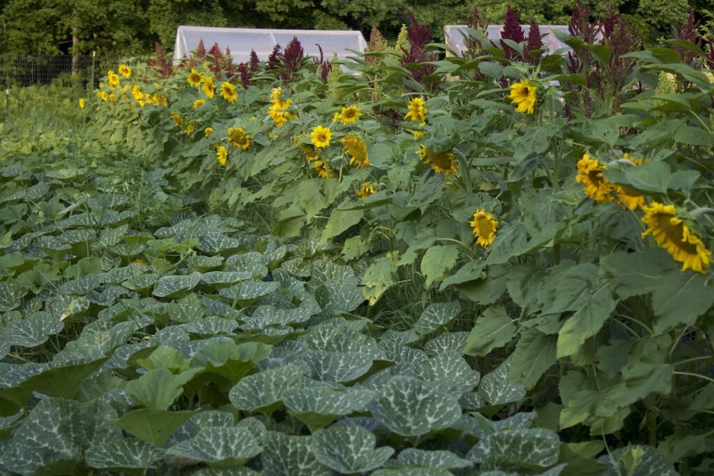 Bhoomi Devi seed field