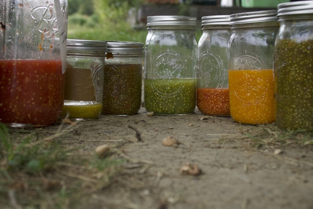 Bhoomi Devi tomato seed