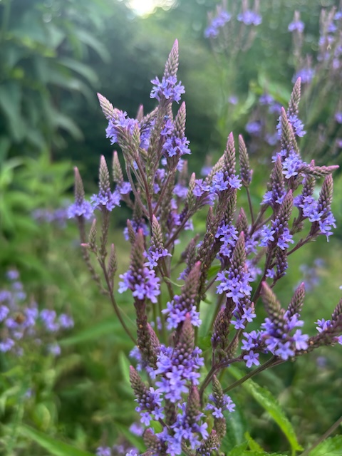 Blue vervain Molly DellaRoman photo