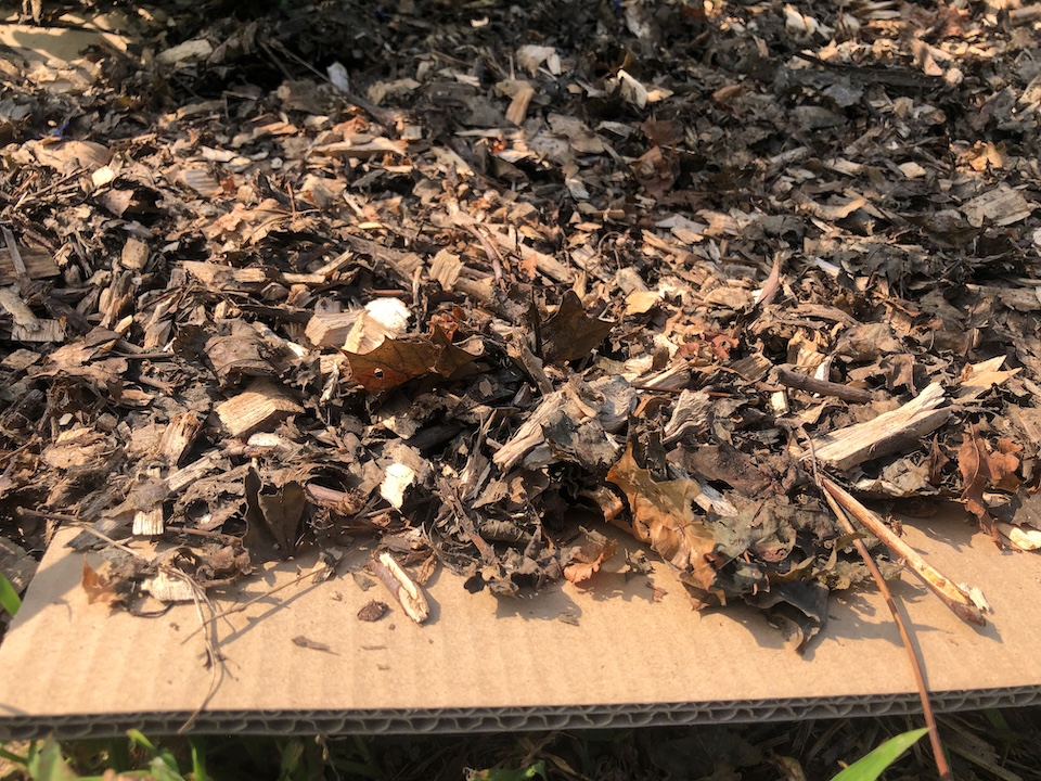 Cardboard mulch