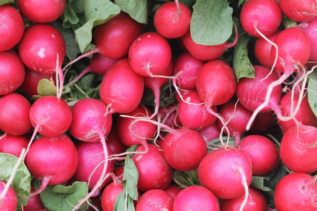 Radishes in bunches