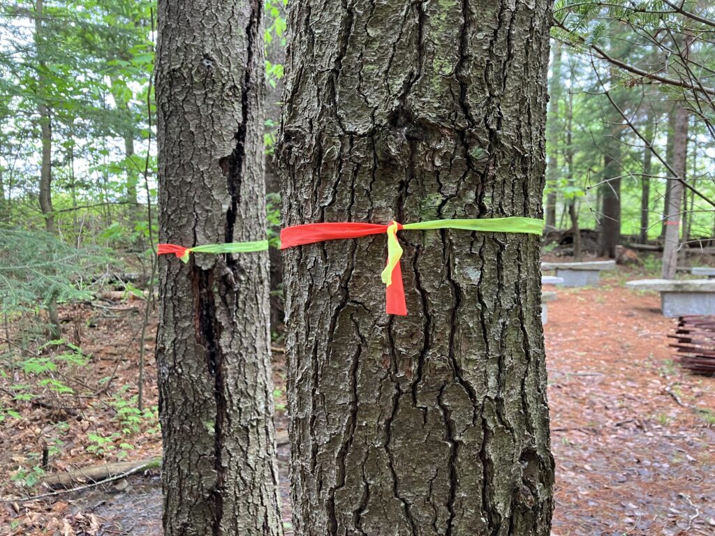 A hazard tree is marked with red and green tape