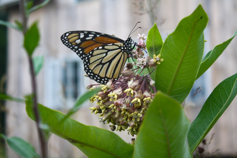 Milkweed Pete Beckford photo