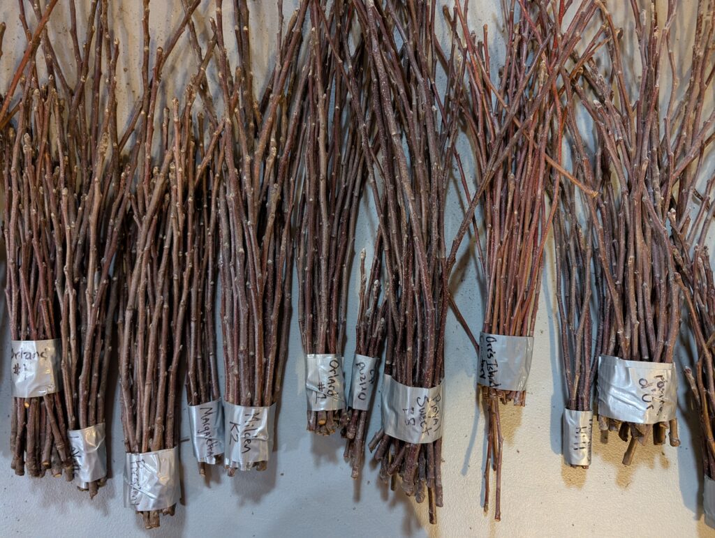 Bundles of scionwood are pictured on the scion swap table