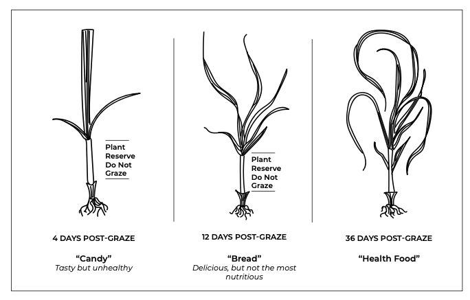 Pasture Growth