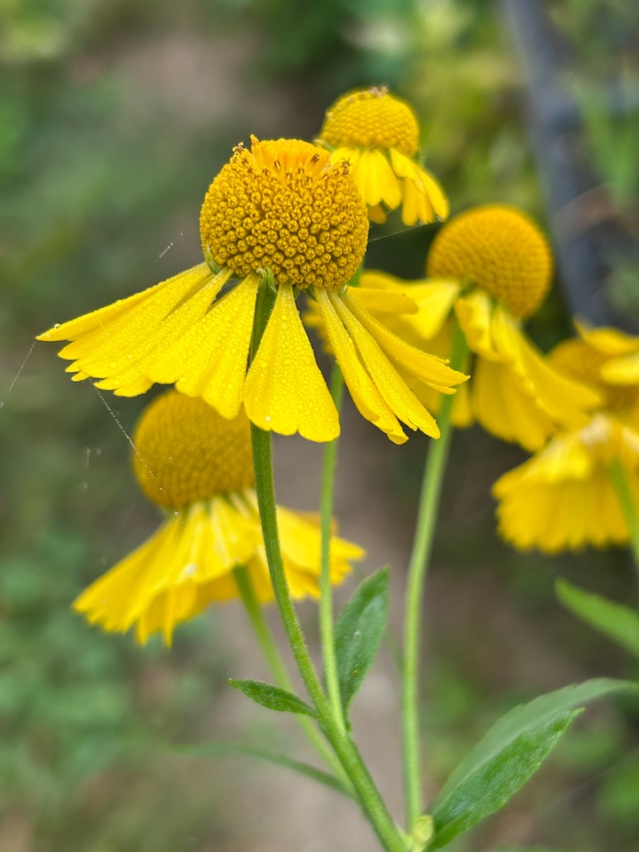 Sneezeweed Julie Beckford photo