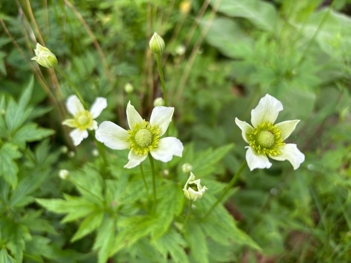 Tall anemone Molly DellaRoman photo