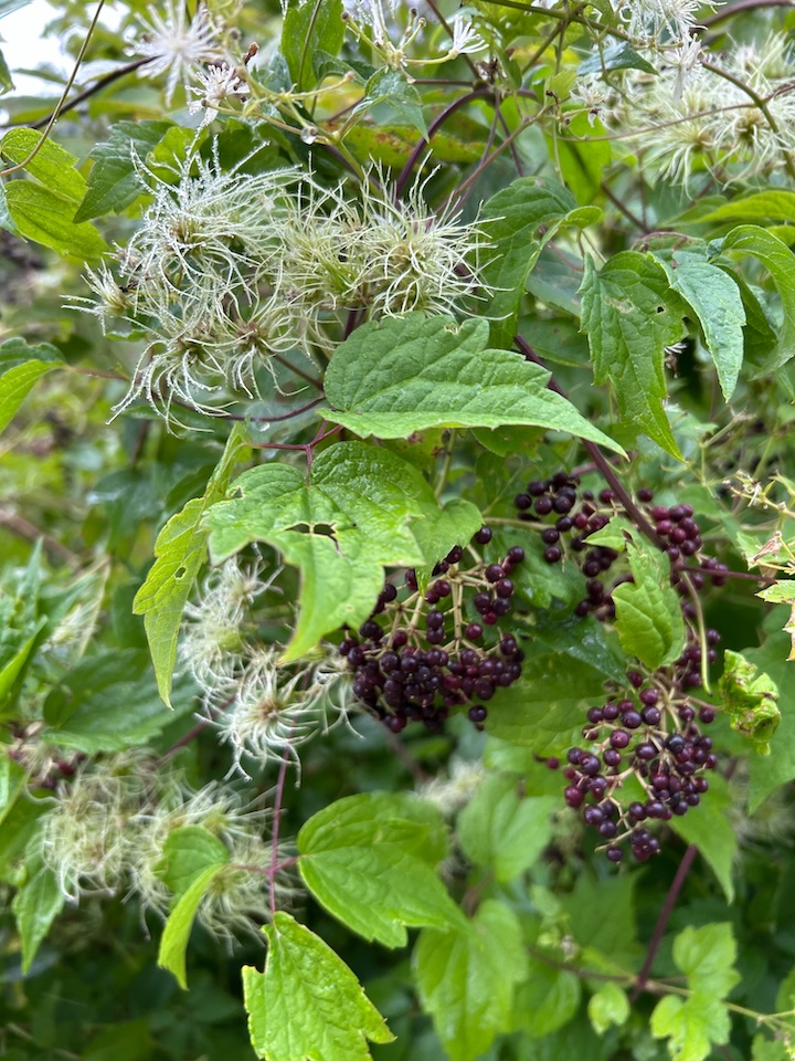 Woodbine Julie Beckford photo