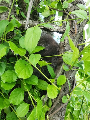 porcupine