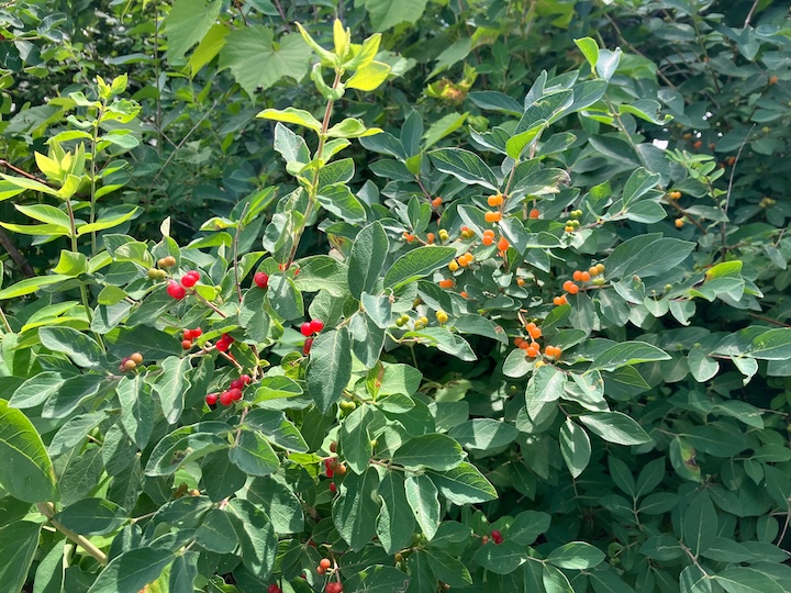 shrubby honeysuckle