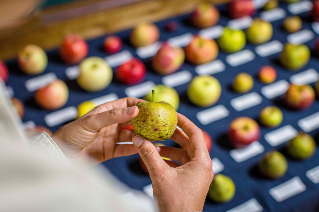 A person holds a small apple, above a table featuring a variety of heritage apples