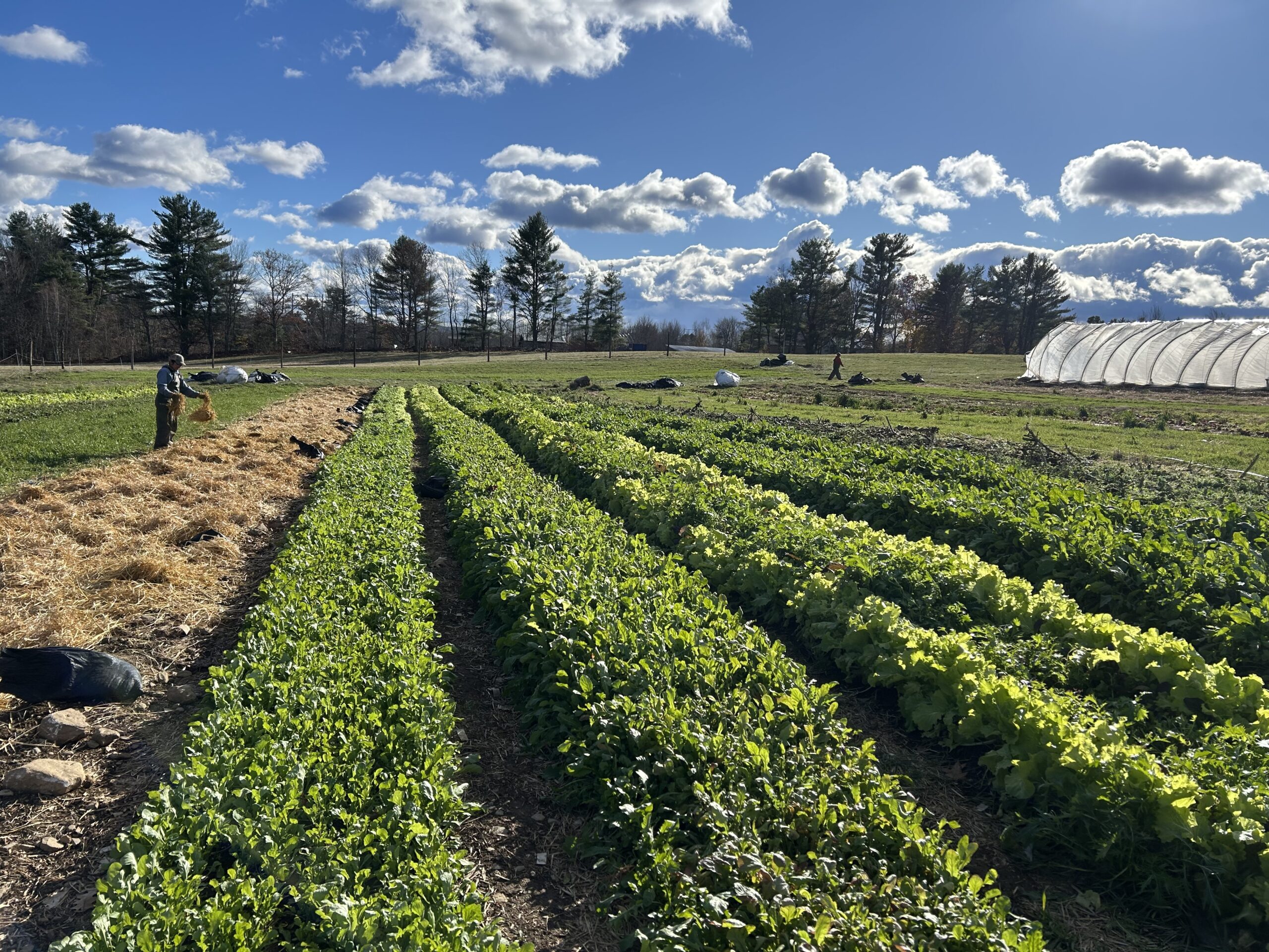 Calyx Farm Picture of Farm (1)