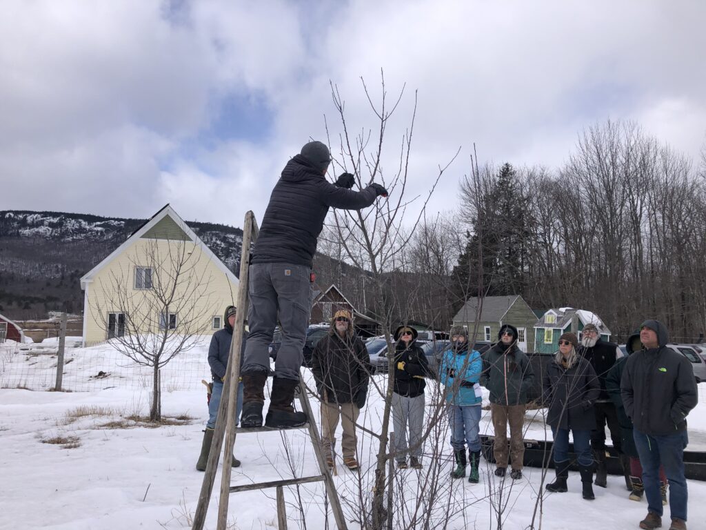 A person stands on a ladder, demonstrating a pruning cut to a group of students.
