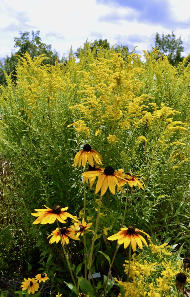Rudiebeckia and goldenrod flowers in bloom
