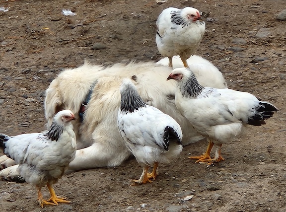 LGD with chickens MOF&G only