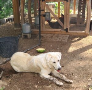 A large dog lays in the dirt before a chicken coop.