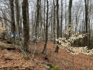 Maple Buckets on Trees Maple Buckets on Trees
