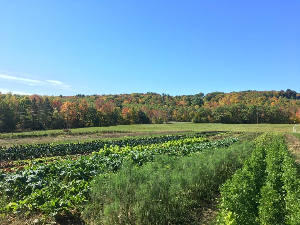 Picture of Farm (12)