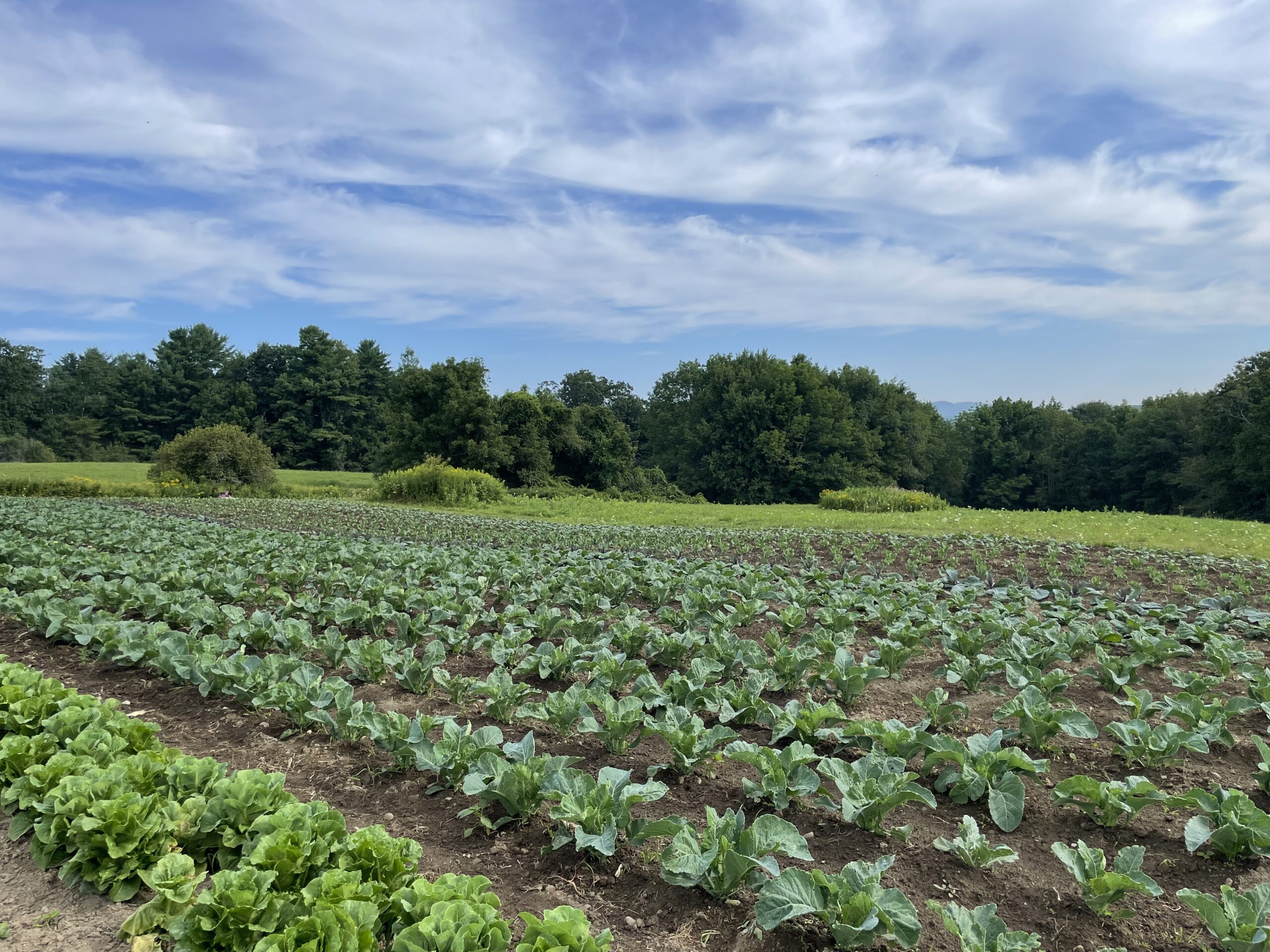 Picture of Farm (2)