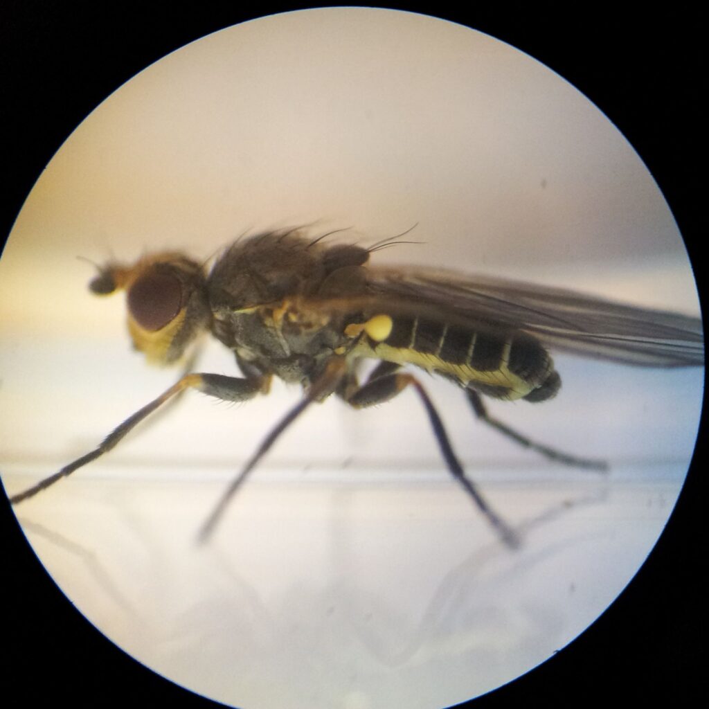 Allium leafminer wikimedia