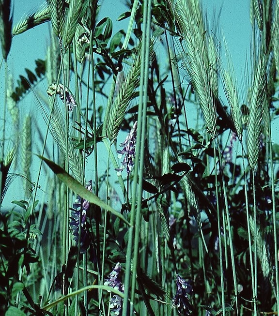 Vetch Rye International Supply Lines, Interconnected Economies, Nitrogen, and You ...
