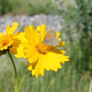 Coreopsis