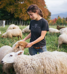 A farmer touches a sheep in a pasture.