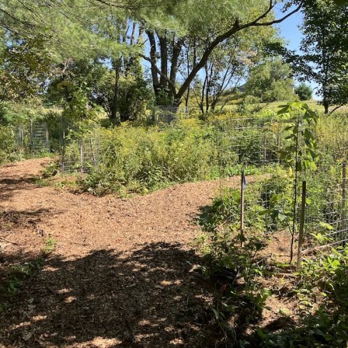 A wood chip path in a forest with caged trees.