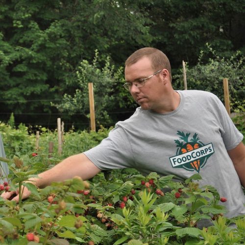 Ryan Parkers reaches into a bed of strawberries.