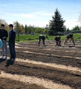 Students stand in hay paths between prepared beds.