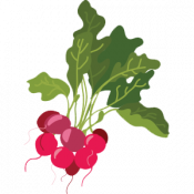 Radish3