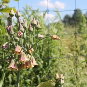 allium siculum