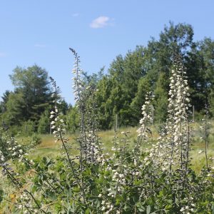 Baptisia