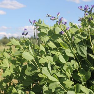 Baptisia