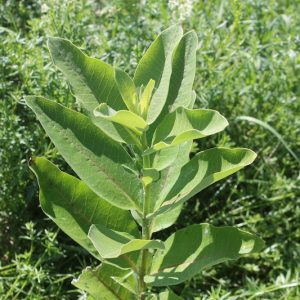 milkweed