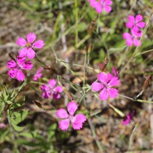 Maiden Pink Dianthus